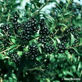 برگ نو معمولی